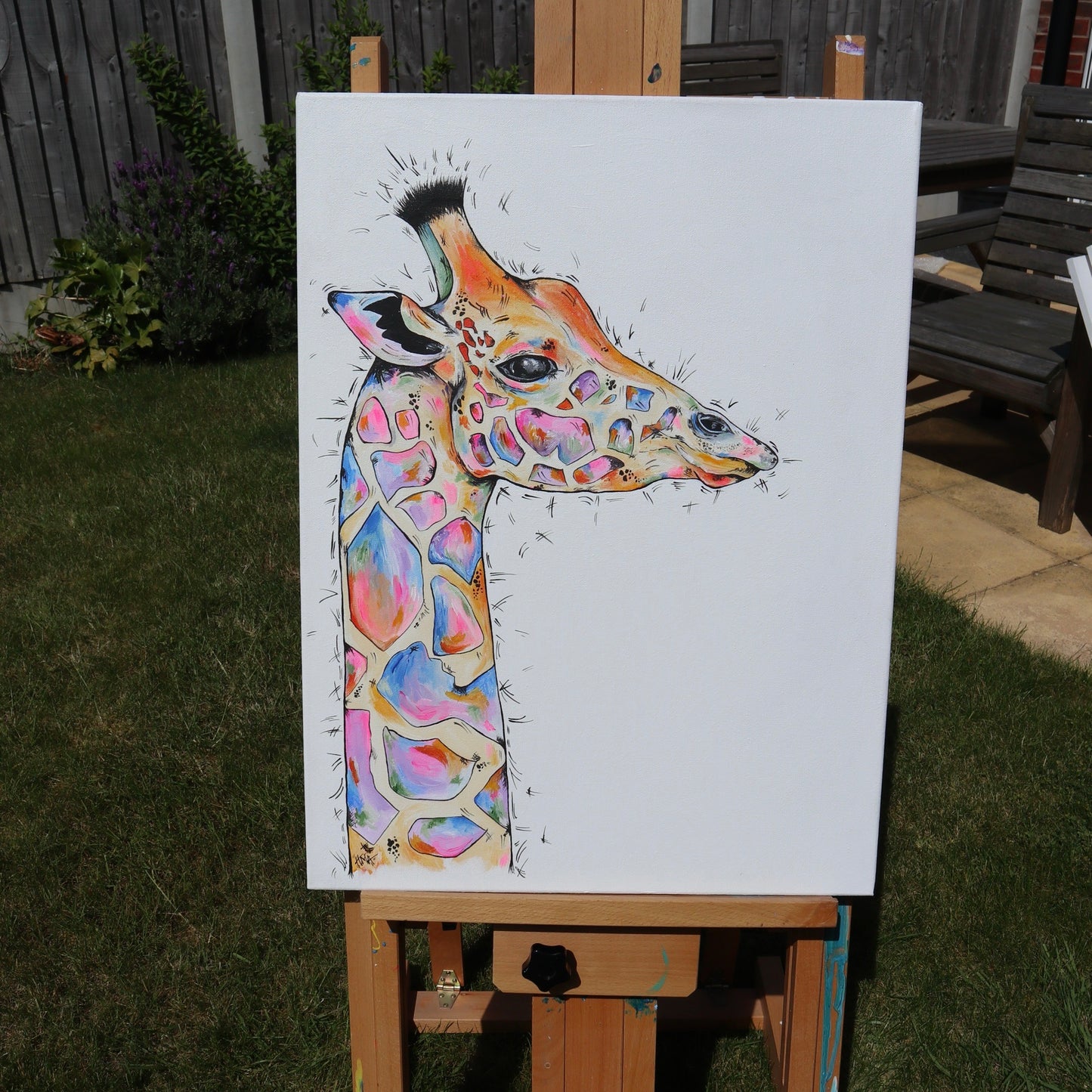 Giraffe - Acacia