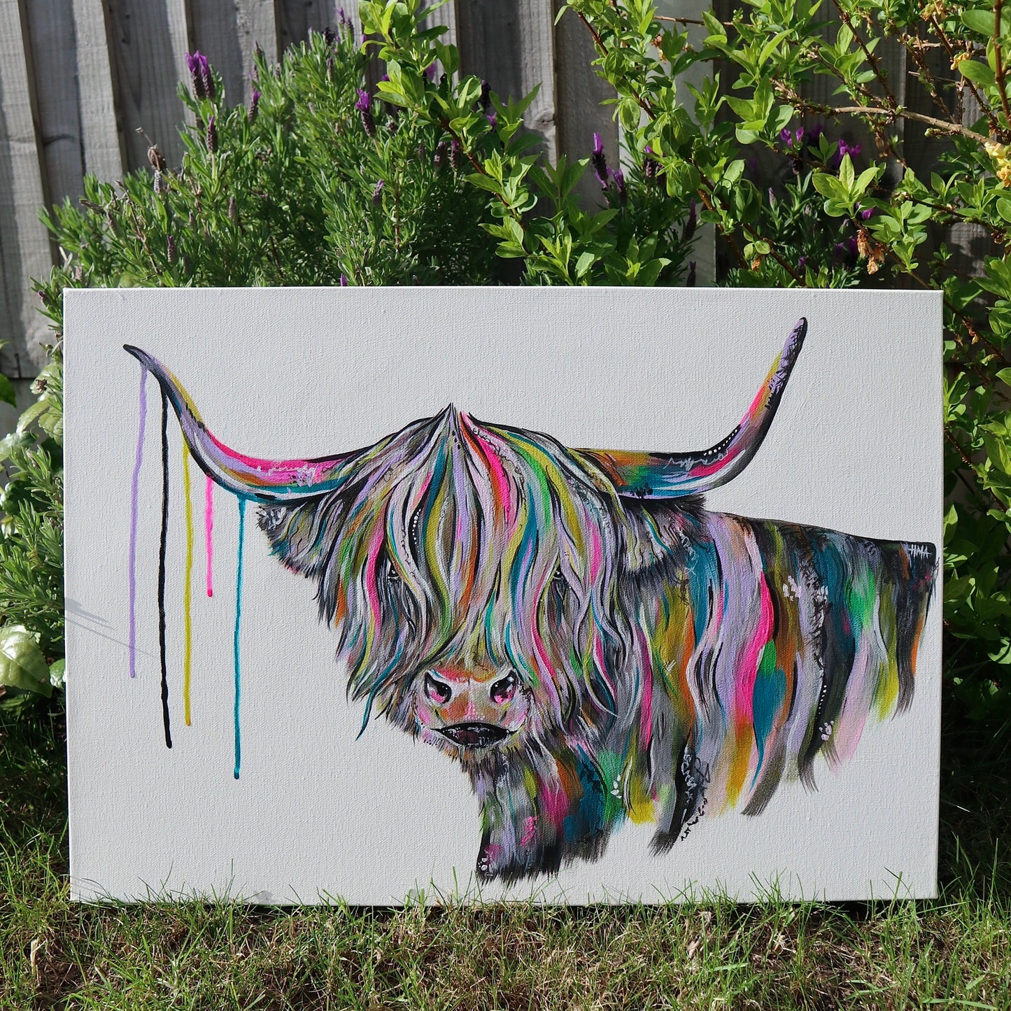 Highland Cow - Bo