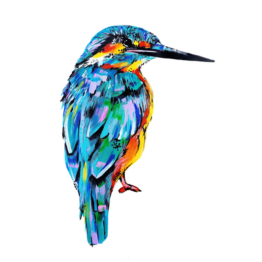 Kingfisher - Alcedo